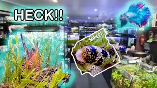 VENOMOUS LIONFISH!! Super Nice Tropical Fish Unboxing 🔥