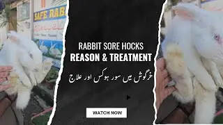 Rabbit Sore Hocks Reason & Treatment || Sore Hocks Disease in Rabbits and Its Treatment