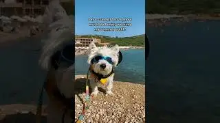 Rating My Dog Summer Outfit From 1 to 10 |👇SUBSCRIBE👇 | Westie dog #shorts