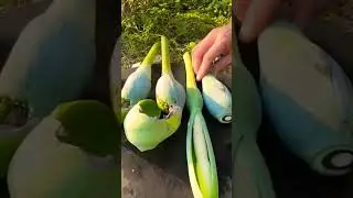 #farming #nothingimposibleinthisworld #satisfying #fruitcultivation #ihavethisthingwithplants