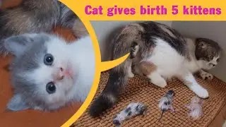 Mama Cat Gives Birth to 5 Adorable Kittens &ndash; Full Video.