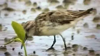 Broad-Billed Sandpiper foraging