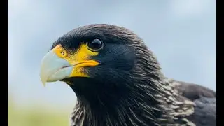 Dicker Vogel, Federn & Stanley au&szlig;er Rand und Band 🦅🦉😊 - Greifvogelwarte Feldatal