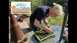 Stay at Home, Grow Your Own: Brentwood - Tomatoes in a seed tray