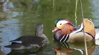 Mandarin ducks at sunset ; Mandarinenenten bei Sonnenuntergang ; Rațe mandarine la apus