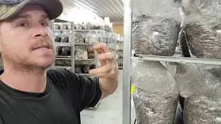 Mushroom Cultivation- In Depth Overview of Colonization