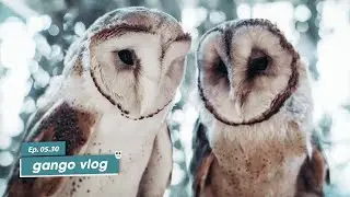 Drei Eulen in der Vogelwarte Sempach I Ep. 05.30