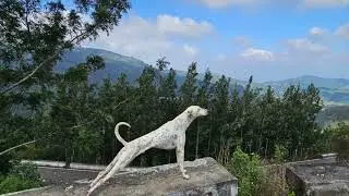 Peaceful Yercaud Loop Road Drive 🌿 Serene & Enjoyable Scenic Road Trip in Cool Weather 🌧️
