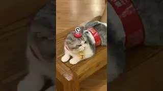 Cute Cat Moments: Fun & Interesting Pet Videos #petcats