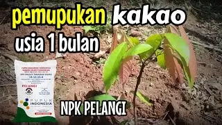 CARA PEMUPUKAN TANAMAN KAKAO USIA 1 BULAN|PUPUK KHUSUS UNTUK TANAMAN KAKAO NPK PELANGI