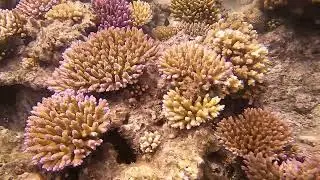 Excellent snorkeling right off the beach  @LawakiBeachHouse on Beqa in #Fiji #lawakibeachhouse