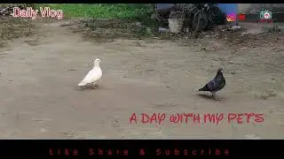 21st January, 2026 A day with my pets #dailyvideo #life #pets #vlog 