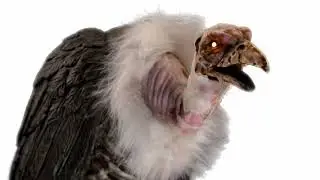 Tekky's Zombie Vulture&trade; demo
