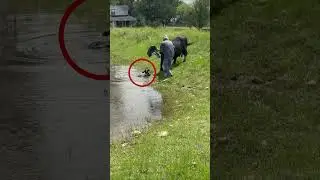 Finalmente, la vaca entendió que él había venido a @donnamccauley-metaldetecti6540