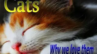 CATS Why we love them