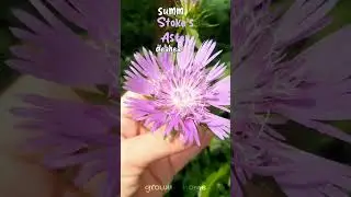 Summer STOKE'S ASTER Deadheading & Blooming Cycle 🌼💀✂️ Growing Home Gardening #deadhead #stokesaster