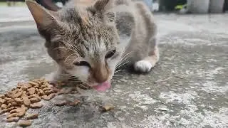 Kucing Jalanan Yang Kelaparan Mencari Sisa Makanan Di Sampah Trotoar!!!