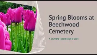 Spring Blooms at Beechwood Cemetery: A Stunning Tulip Display in 2025