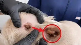 Shih Tzu Dog Ear Cleaning