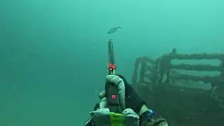 Spearfishing On the Anna C. with Jewfish and Tourists