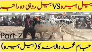Bail Heera | Jam Muhammad Walana | بیل ہیرہ جام محمد والانہ