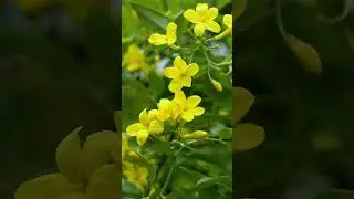 5 Frost Tolerant Jasmine Varieties for a Beautiful Winter Garden!