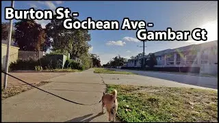 Chihuahua and Shihpoo Walking at Perth's South Eastern Suburb | Bentley, Western Australia