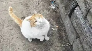 Is This Cold Winter About to Get Even Deadlier for Stray Cats?