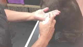 Hydrating Butter - Leaving In Conditioner for Dogs - Warren London