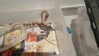 Baby corn snake golddust and bloodred feeding