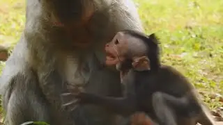 So Said !! Baby Monkey Crying Non Stop | Baby Monkey Cry Seizure No Reason With Milk ,