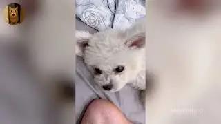 Funniest Cats of 2025 😹 You Won’t Stop Laughing! Part 45
