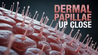 3 Skin Layers Explained Simply | Epidermis, Dermis & Fingerprints