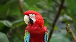 Mesmerizing Wild Parrot Close-Up &mdash; Calm Visuals Without Audio