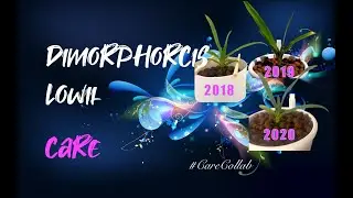 Dimorphorcis lowii | Simple Care | Leca & Self - watering | No Humidity #CareCollab #ninjaorchids