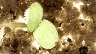 Bloodworm (Midge Larva)