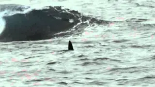 Killer whales Shetland 17 July 2011 by Austin Taylor Photography
