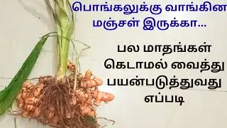 அடடா! இத்தனை  நாள் தெரியாம போச்சே|  பொங்கலுக்கு வாங்கின மஞ்சளை இப்படி யூஸ் பண்ணுங்க|pongal manjal 