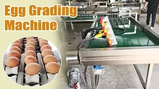 Automatic Egg Grading Machine | Fast & Accurate Egg Sorting Demo 🥚⚙️#egg #egggradingmachine