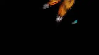 Butterfly Transition Overlay