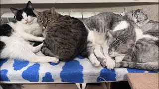 18 cats in rented apartment January 17 live stream
