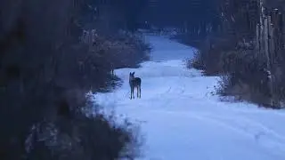 Zdjęcia z dzisiejszego patrolu i filmy