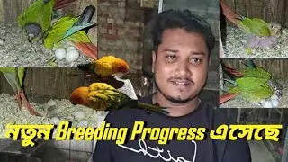 নতুন Breeding Progress এসেছে || Breeding Progress Of Conure Birds @Paulandpets2421