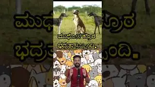 🔥 Mudhol Hound: India&rsquo;s Royal & Fierce Hunting Dog! 🐕 | #MudholDog #facts #kannada #shorts #animals