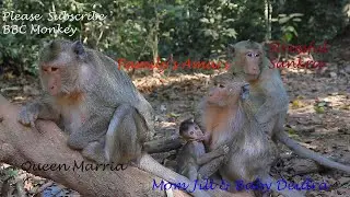 Poor Mom Dee Dee And Jill Hate Stressful Monkey Sankra Terribly