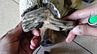BIKIN GEGER!? PENEMUAN BATU LANGKA DI GALIAN BEKAS TAMBANG EMAS ILEGAL