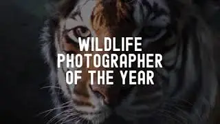 WallMag Wildlife Photography Awards 2020 - Submit best 5 shots
