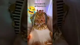 funny 🤣 pharaoh cat to worship #ai #shorts #cat #kitten #funny