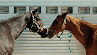 Day 1 Highlights: Miami Beach Polo 2024 Action