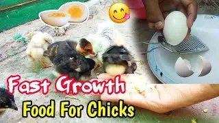 Boiled Egg For Chicks For Better Growth | Chicks Growth Food | Beauty Birds